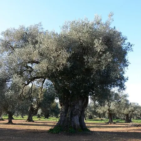 Masseria Rifisa Agriresort Caprarica di Lecce